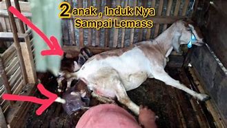 Kambing Melahirkan Kambing Melahirkan 2 Anak Berapa